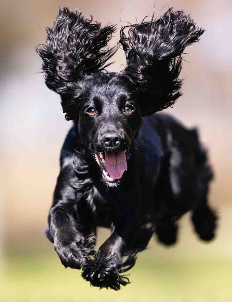 black dog names - fun ideas