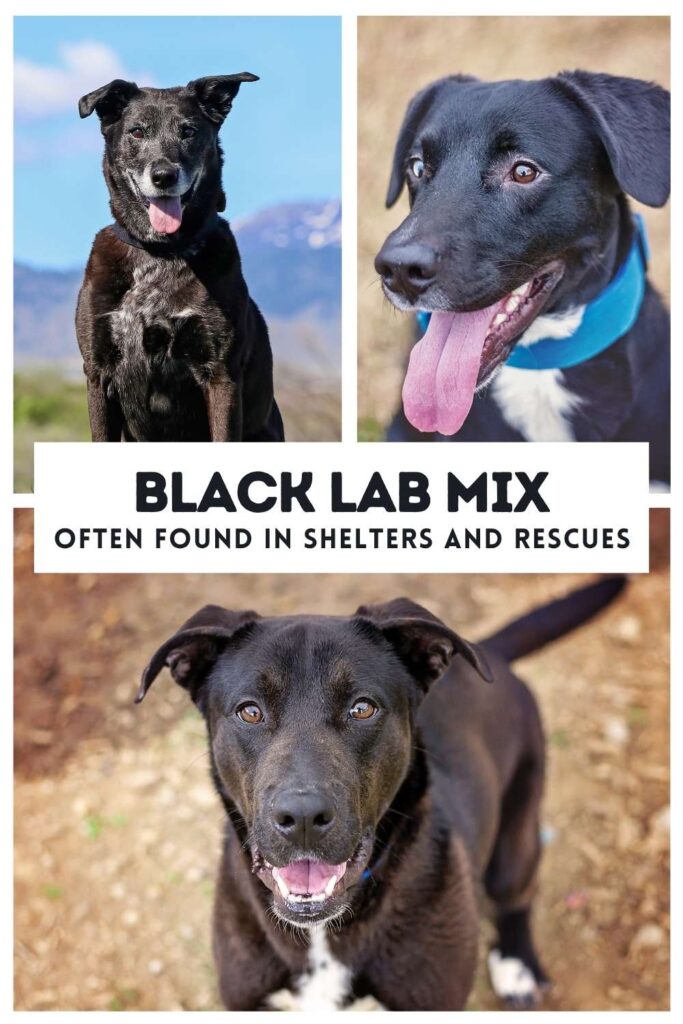 collage of three photos of black labrador mix breed dogs