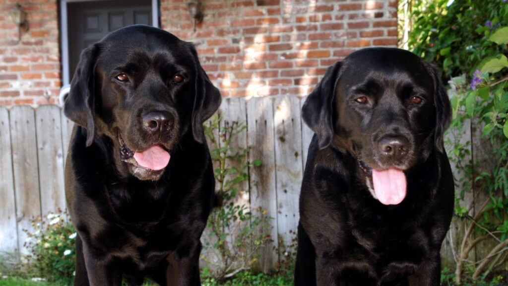 two black labradors