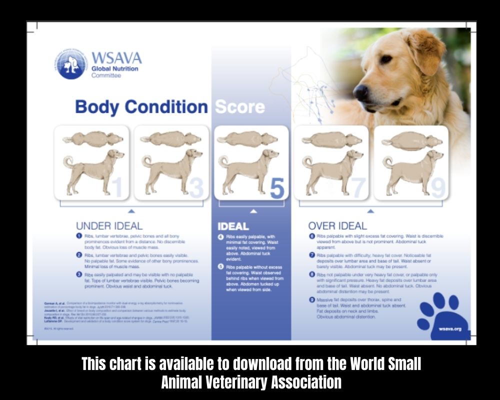 screenshot of the body condition chart from the WSAVA