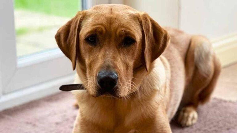 yellow lab bonnie on a rug