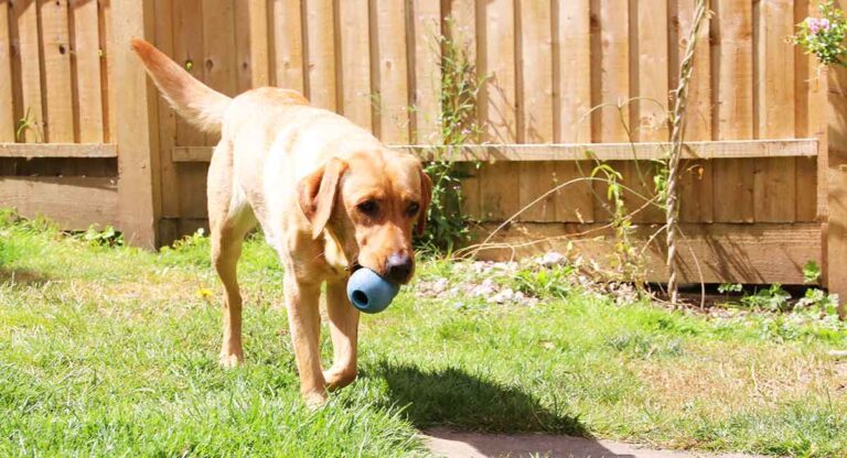 Bonnie the labrador with her kong toy