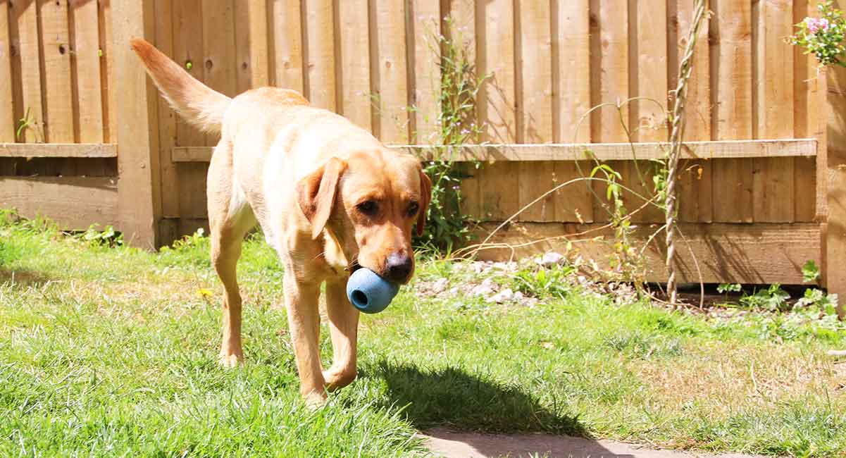 Bonnie the labrador with her kong toy