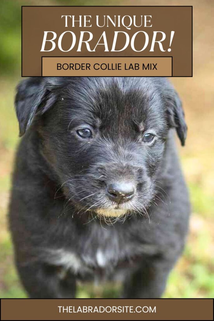 photo of a border collie lab mix dog. With text overlay that reads: The unique Borador
