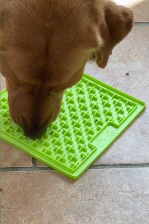 yellow lab with a green lickimat