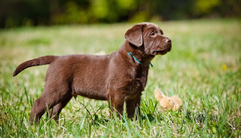 The Puppy You Pick Could Change Everything (For Better or Worse)