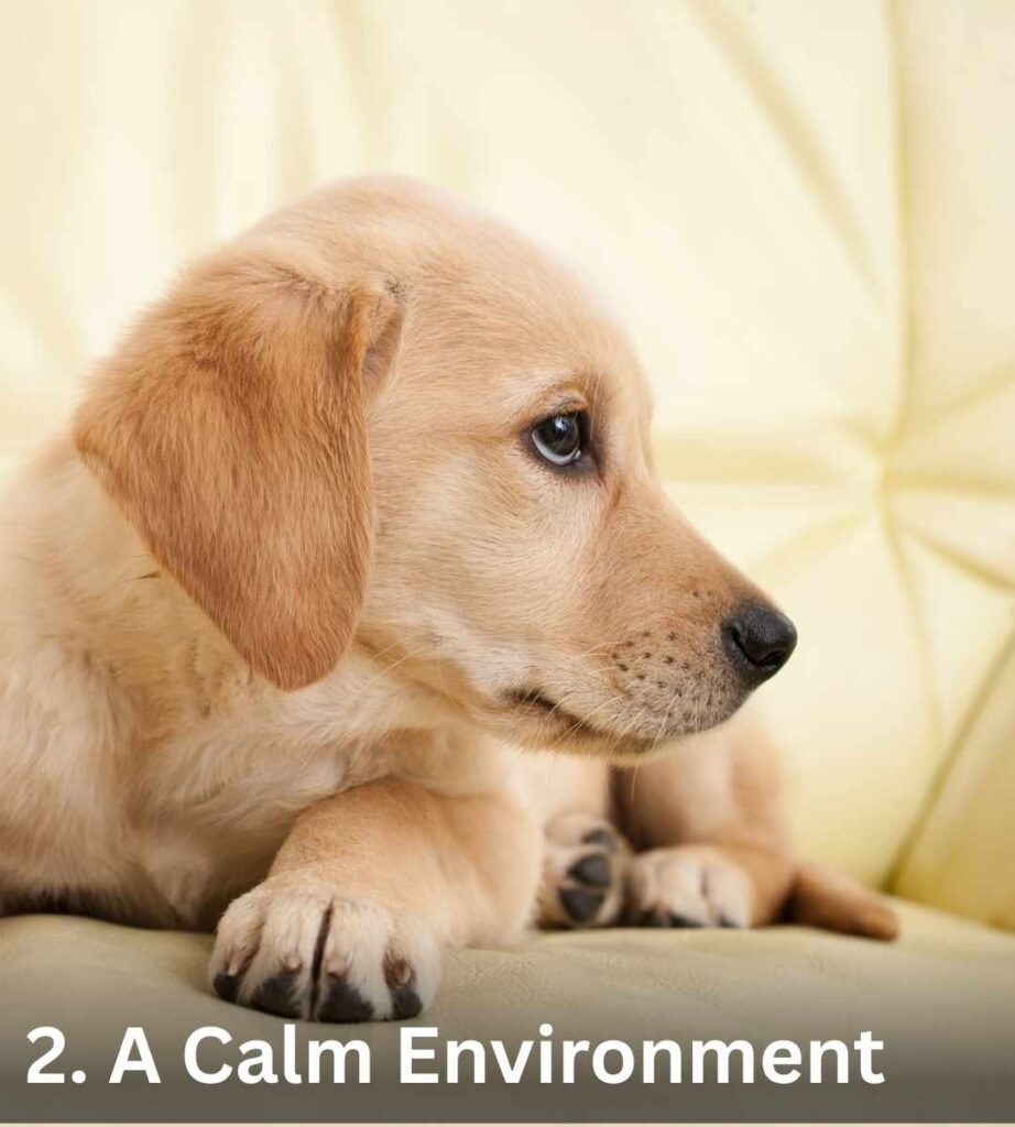 yellow Labrador puppy lying down