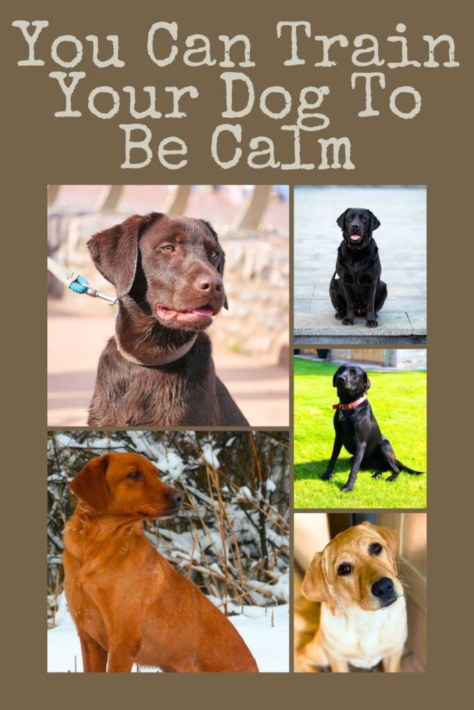 collage of 5 photos of calm labradors