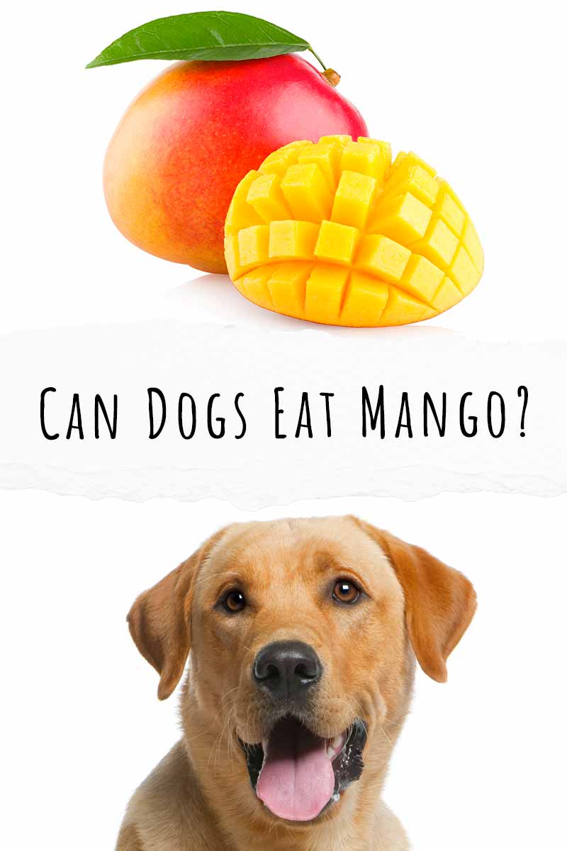 Can Dogs Eat Mango