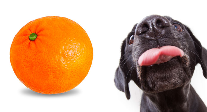 can dogs eat tangerines