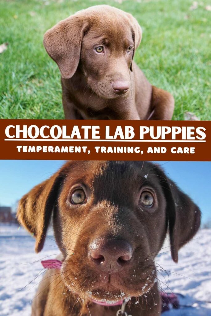 two photos of chocolate lab pups one above the other