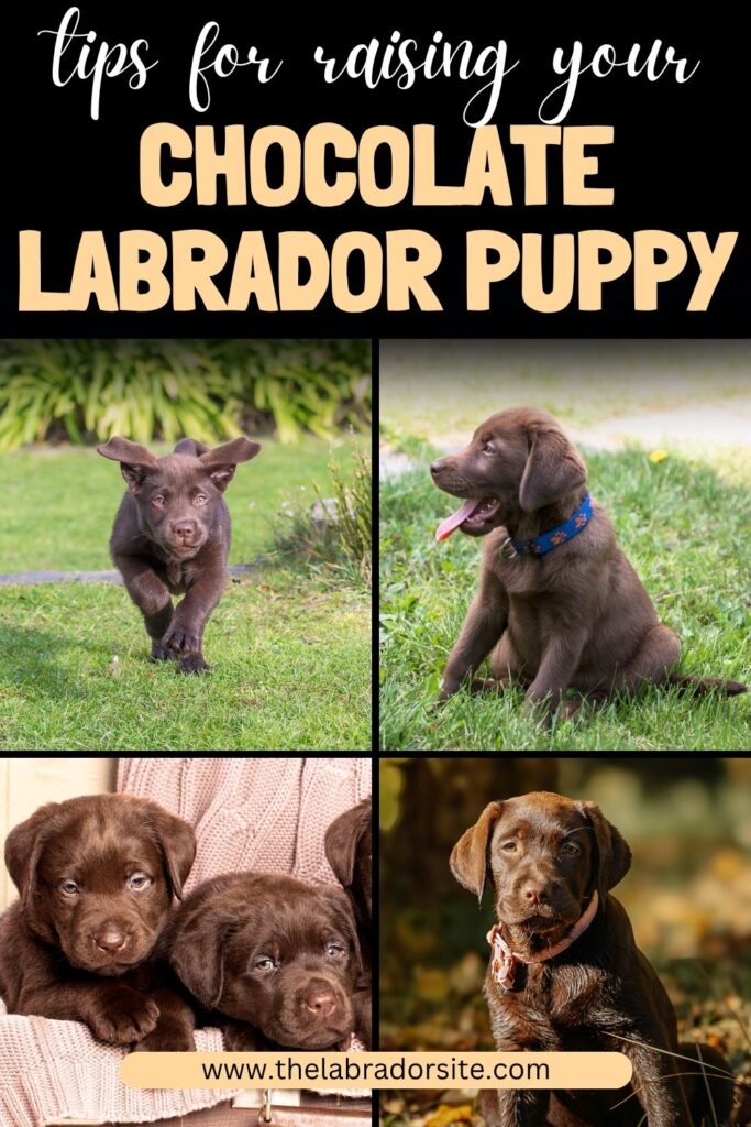 collage of four photos of chocolate lab puppies