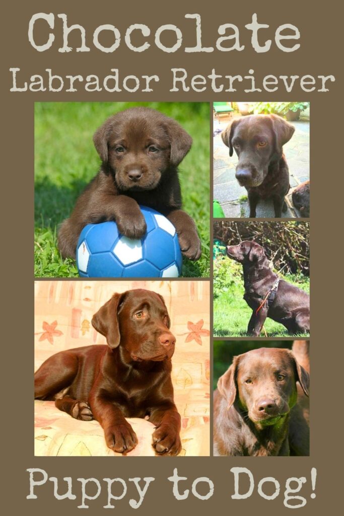 collage of four photos of chocolate labrador retrievers