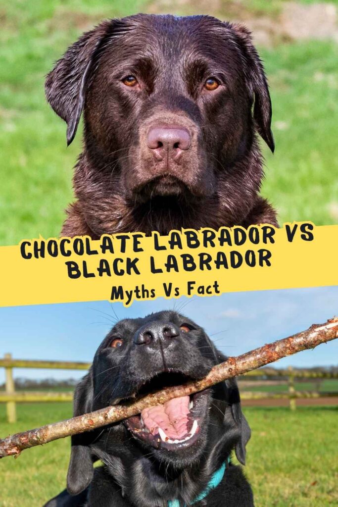 photo of a chocolate lab above a photo of a black lab with a stick