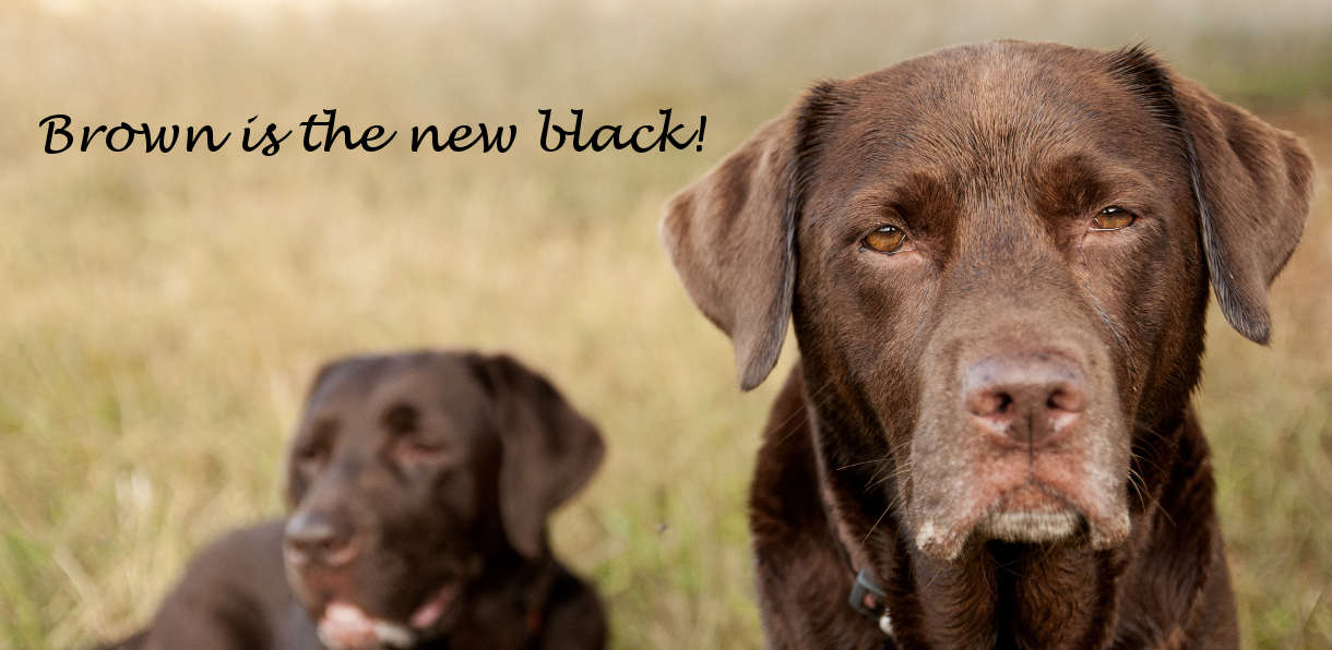 Two old chocolate labrador retrievers