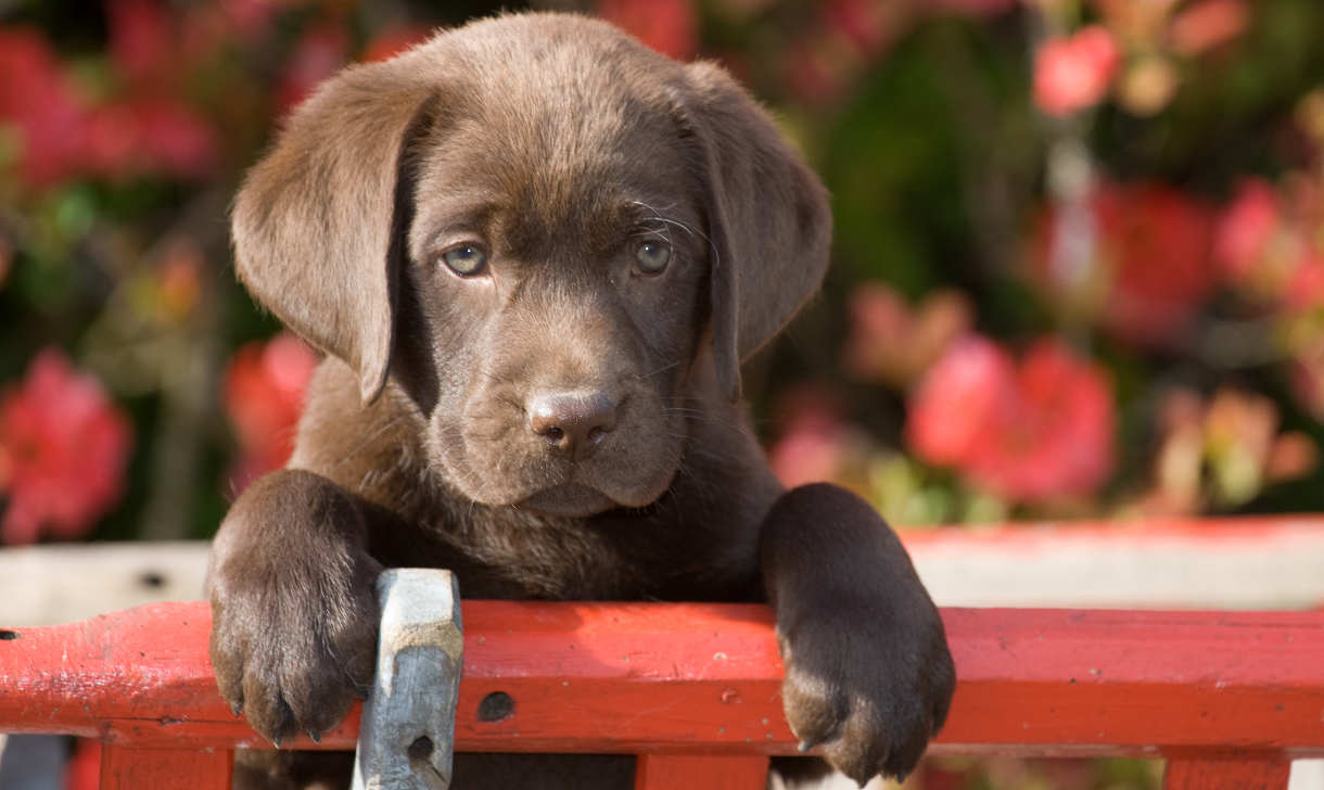 chocolate Labrador puppy waiting to go potty