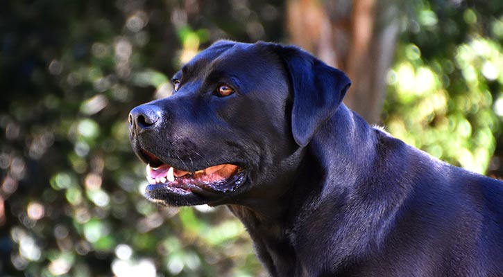 Labrador Collar Sizes, Styles and Choices