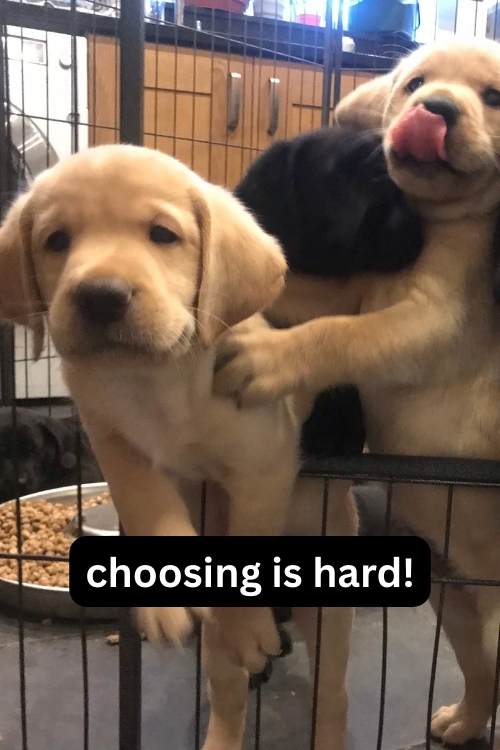 labrador puppies in a playpen