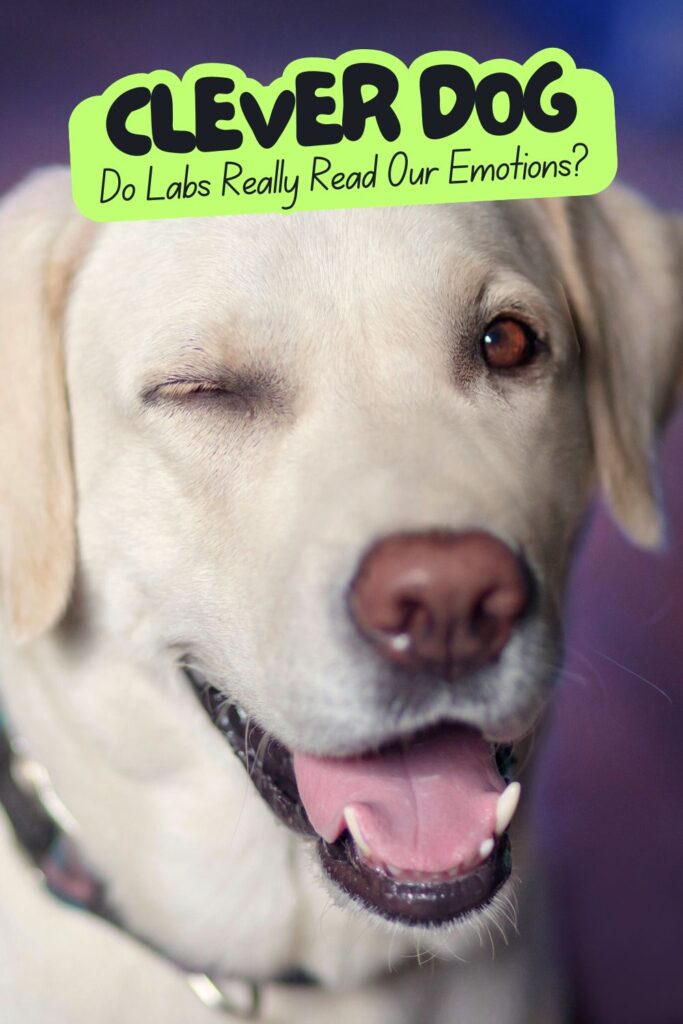 photo of yellow labrador winking, with text overlay that reads: Clever Dog