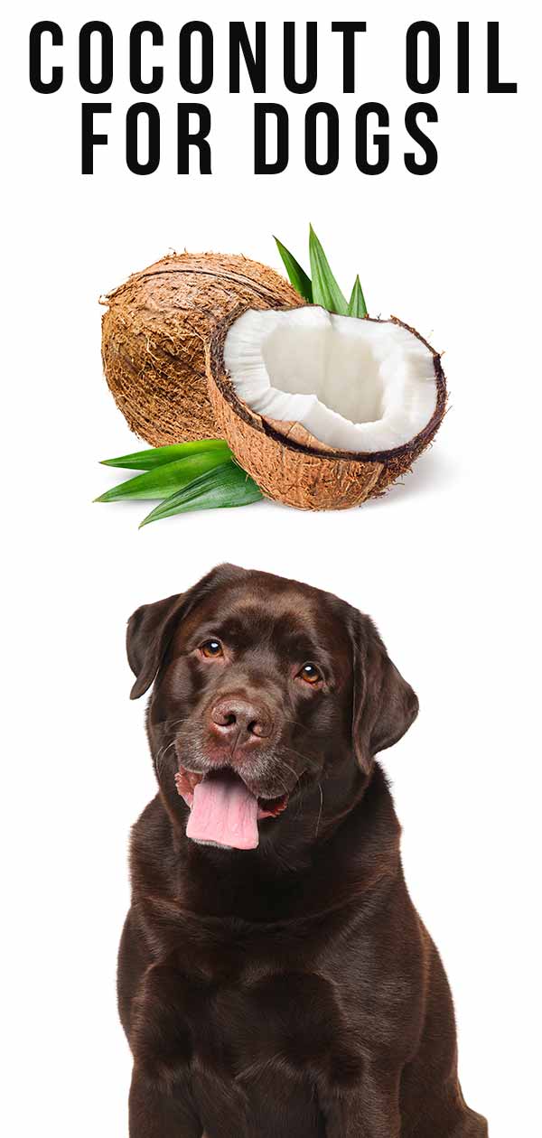 coconut oil for dogs