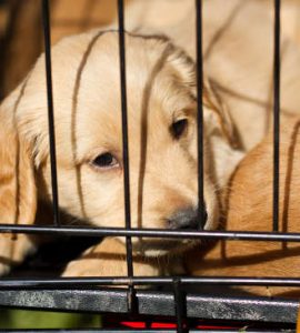 crate-puppy Crate training your labrador puppy