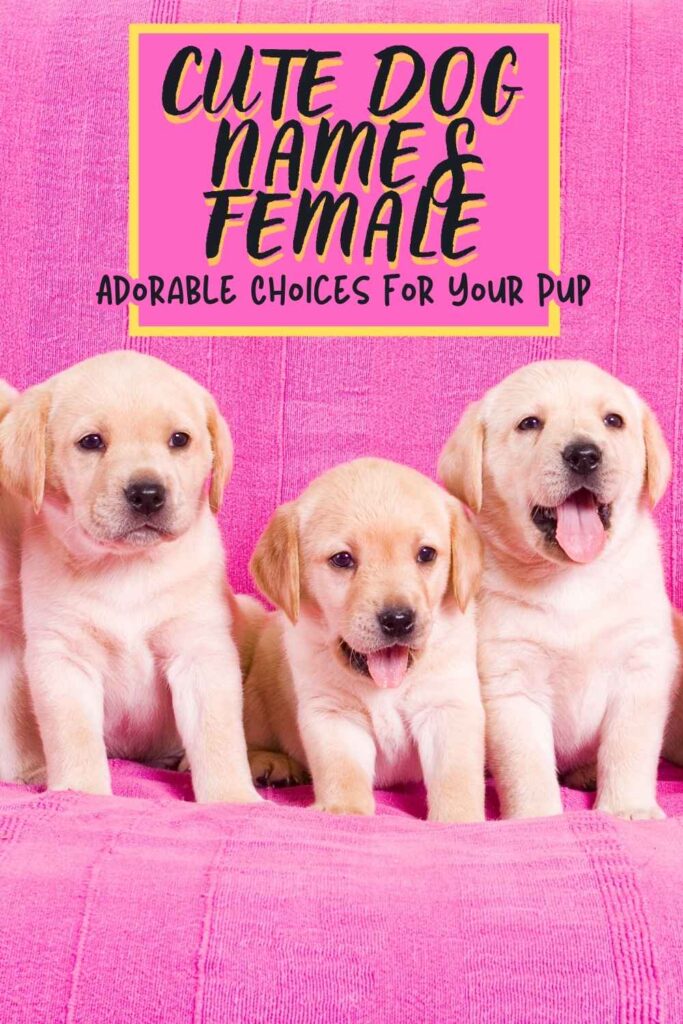 photo of three labrador puppies on a pink background