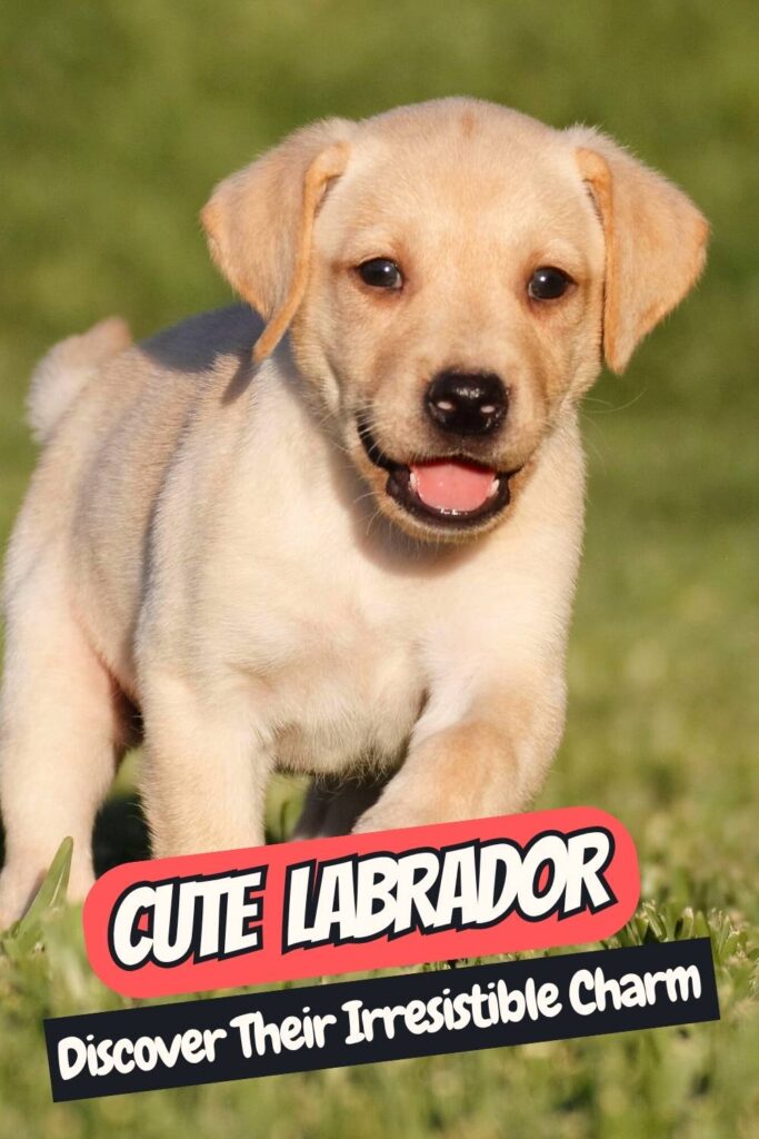 photo of a cute yellow labrador puppy