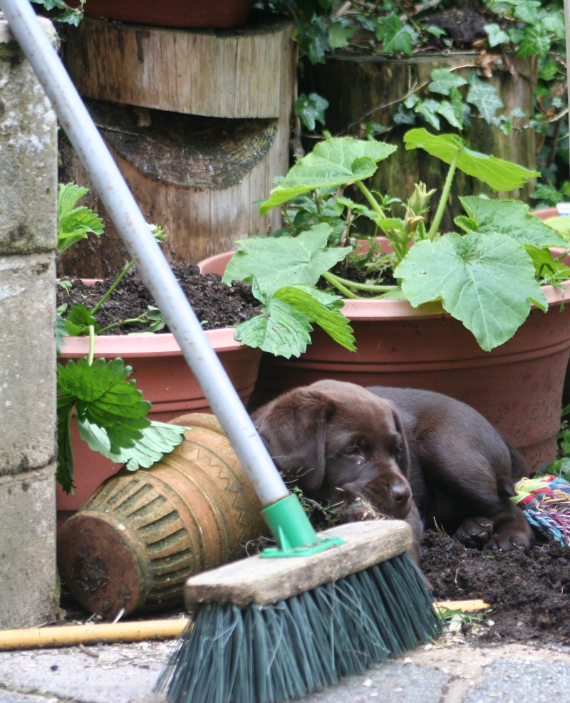 puppy destroying garden