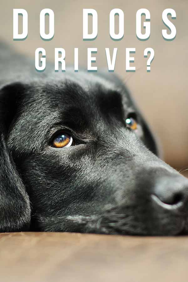 dog grief