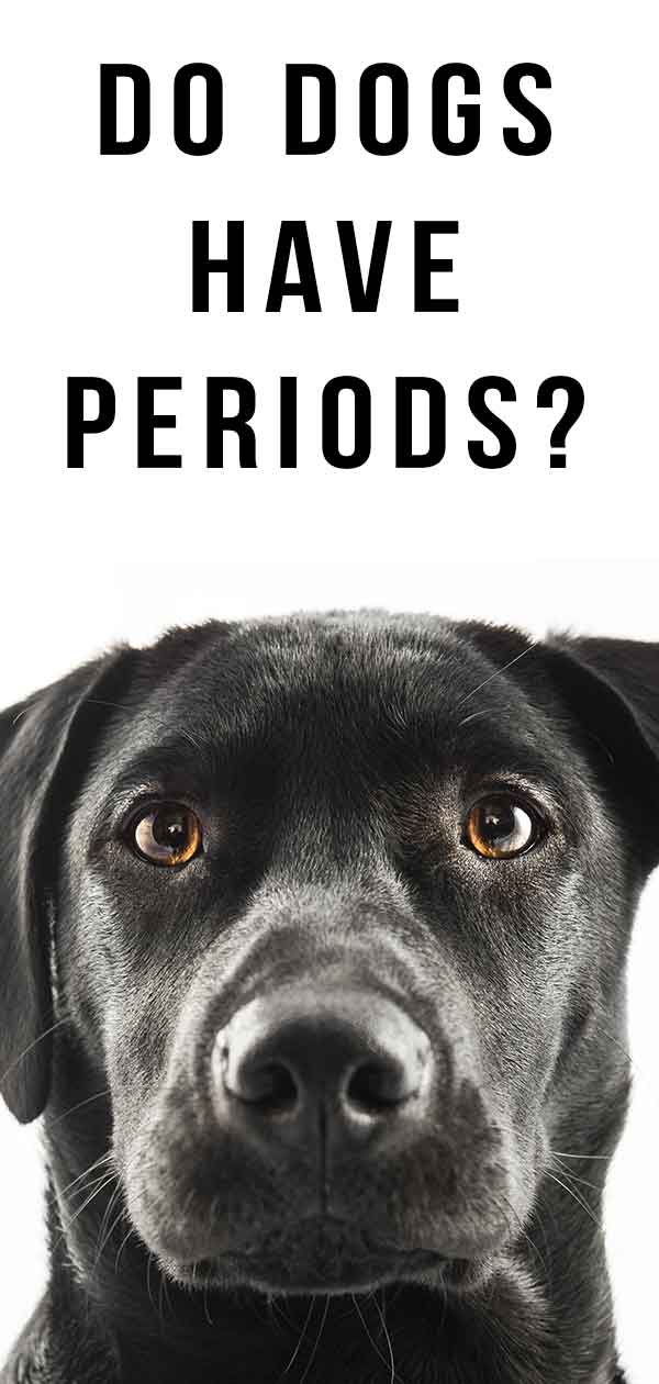 Do dogs get periods like humans?
