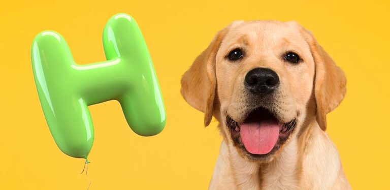 dog names that start with h