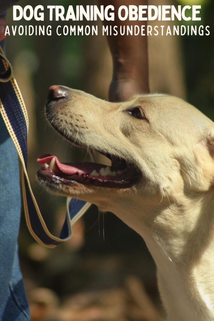 photo of a yellow labrador head and shoulders looking up at trainer. Text overlay reads Dog Training Obedience