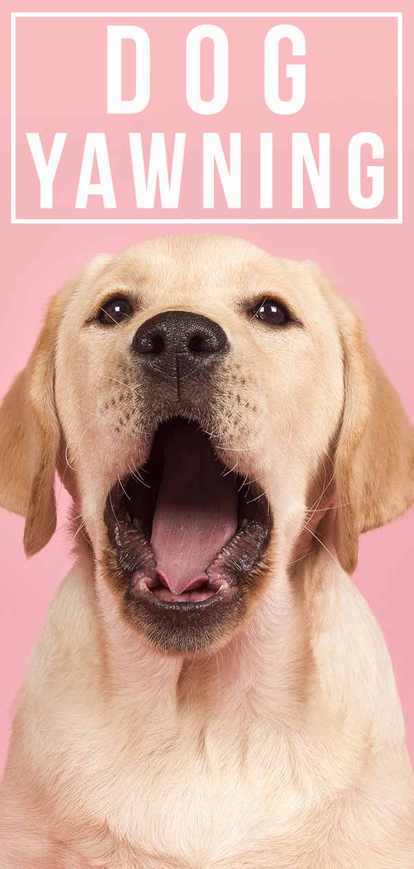 dog yawning