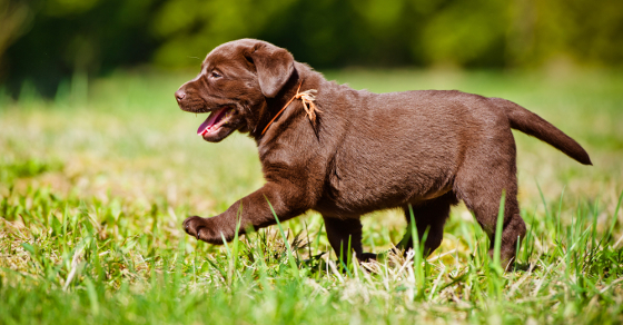 Dollarphotoclub_64465786