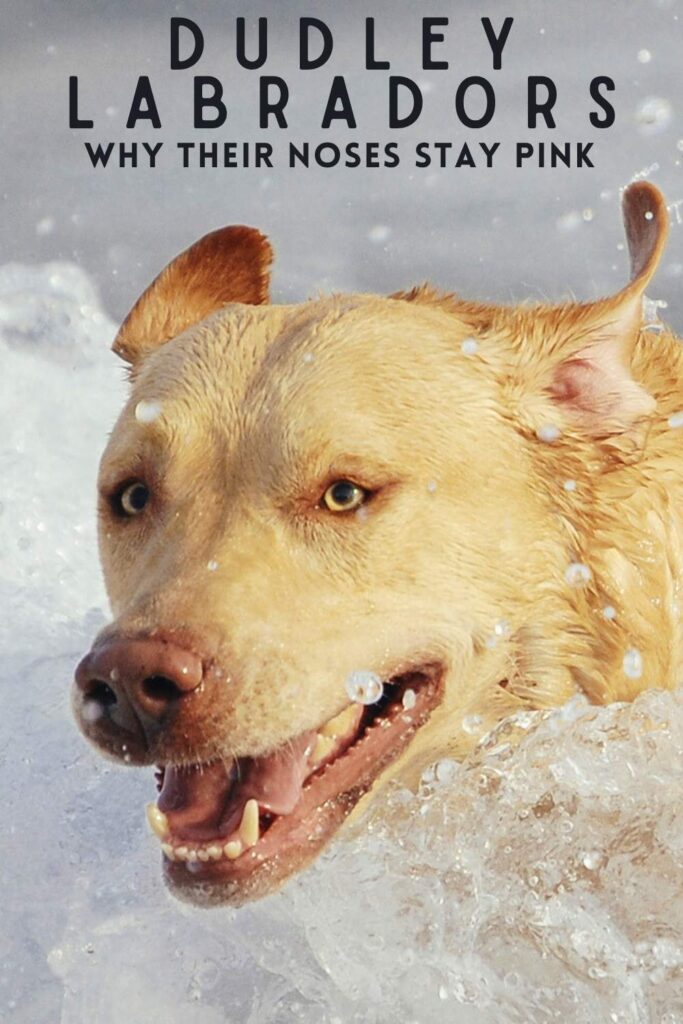 headshot photo of a dudley lab splashing through water