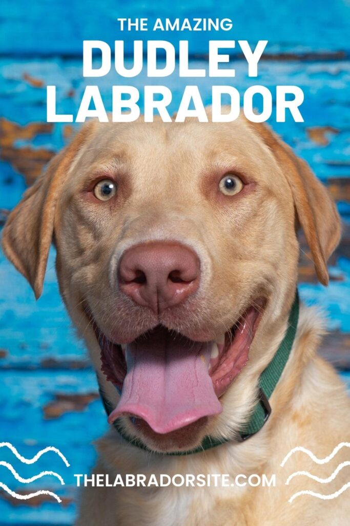 photo of a Dudley lab on a blue background with text overlay that reads: the amazing dudley lab