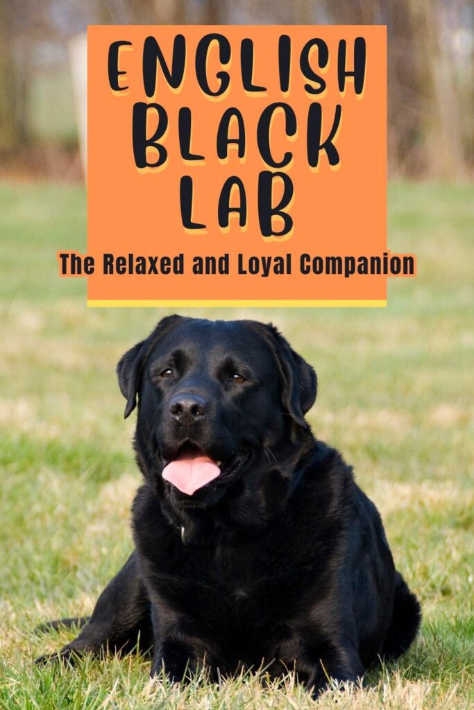 Photo of an English black labrador
