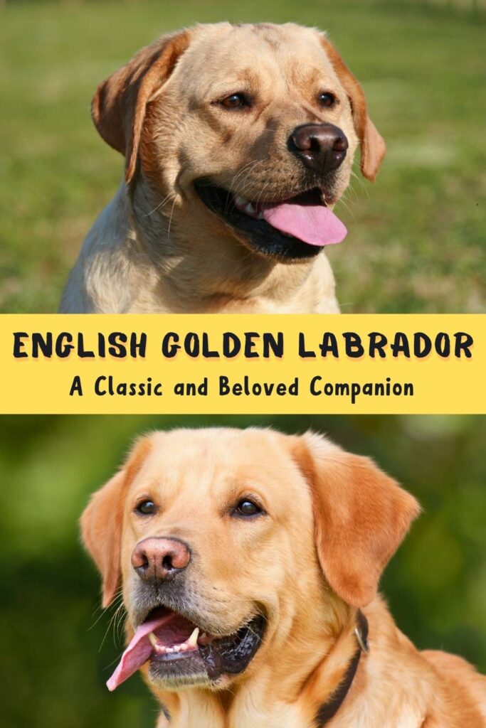 two photos of English Golden Labradors