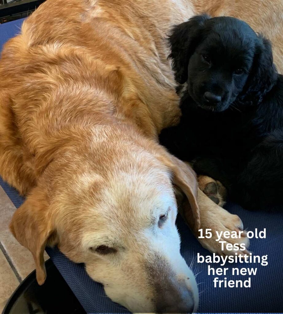 old yellow lab snuggled up to a black puppy