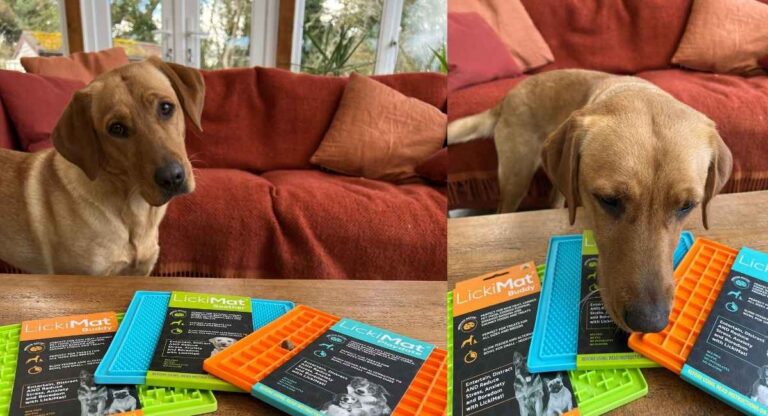 yellow Labrador looking at Lickimats