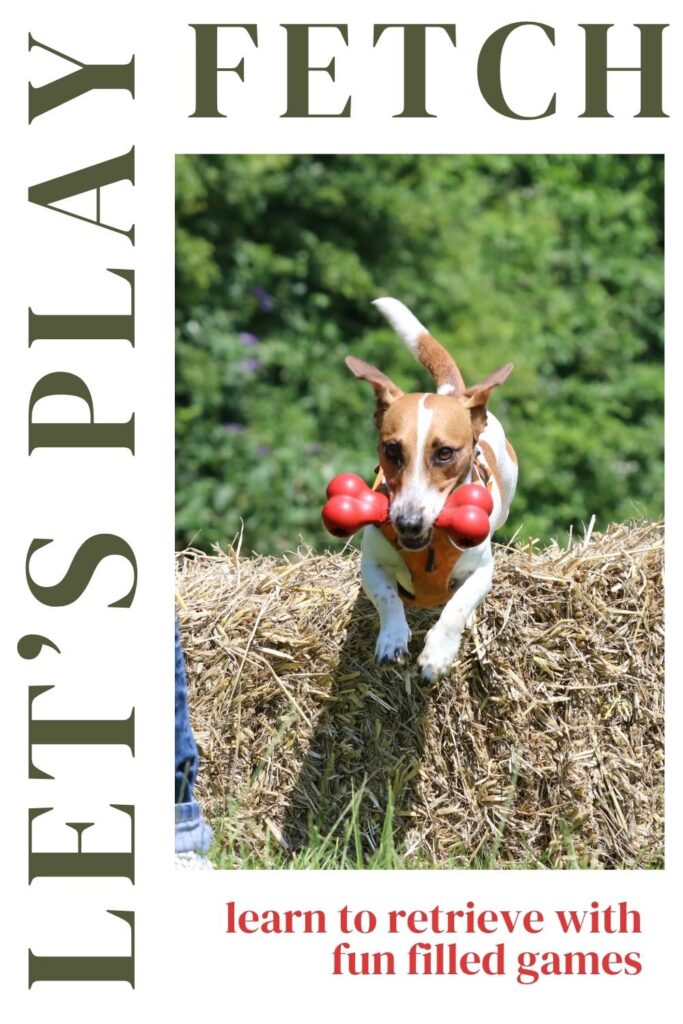 photo of a jack russell terrier jumping a straw bale with a red toy bone in her mouth