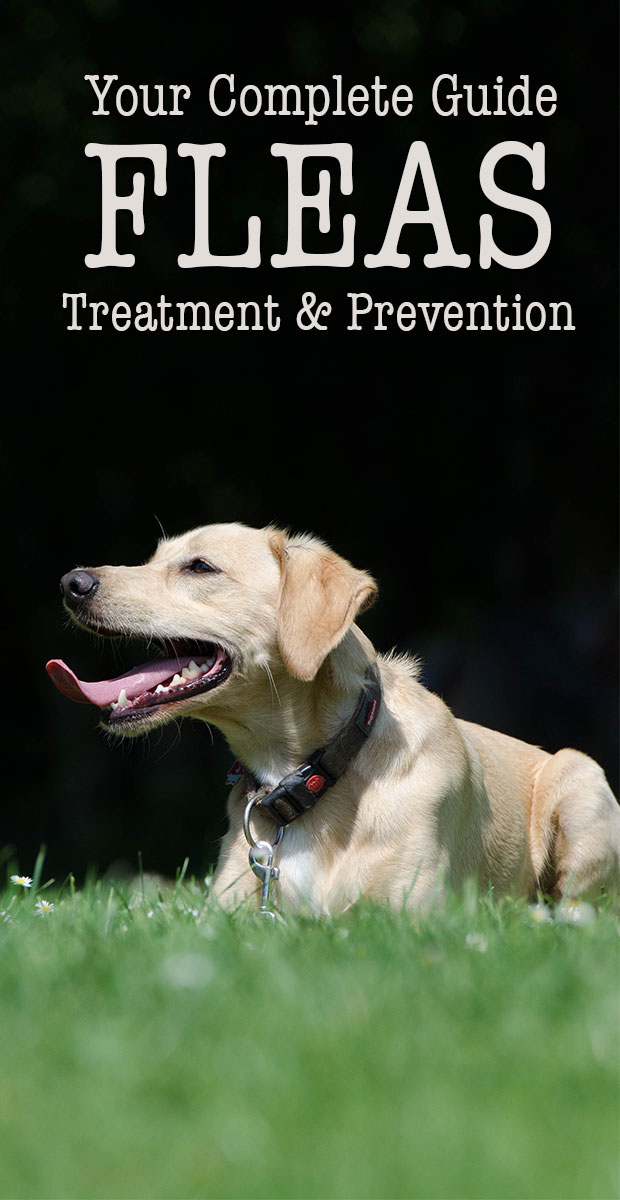 Fleas On Dogs: Flea symptoms, flea treatment & flea prevention