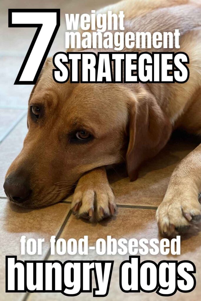 photo of yellow labrador lying on a ceramic tiled floor