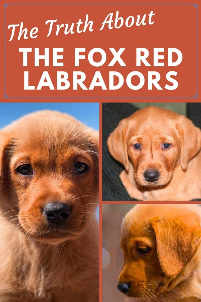 a collage of 3 photos of fox red labrador puppies with text overlay that reads: the truth about the fox red labradors