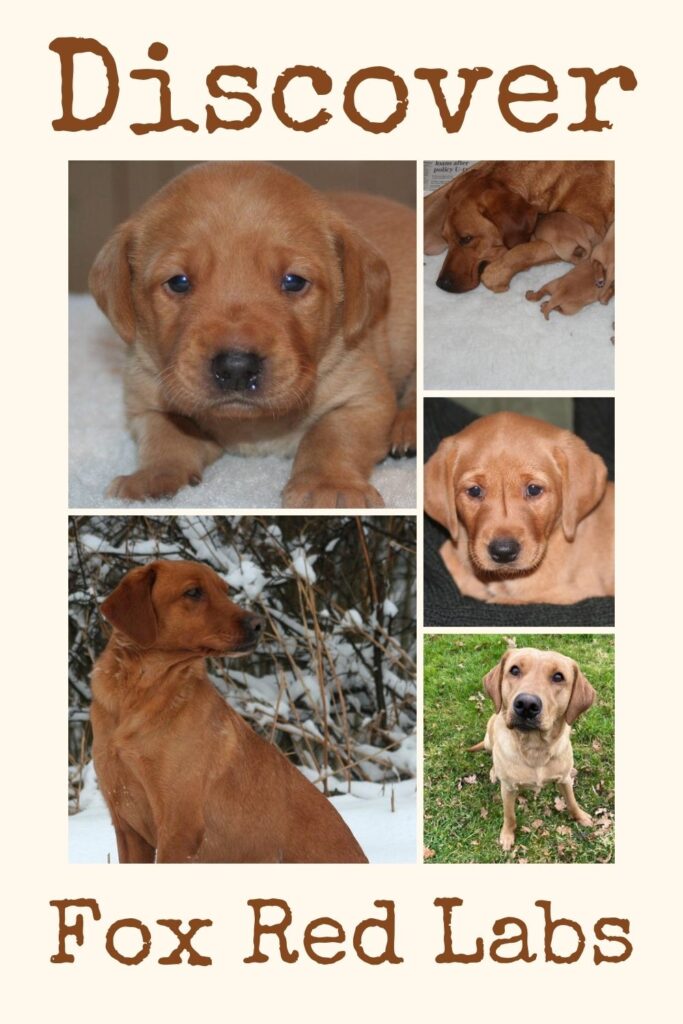 collage of five photos of fox red labs from puppy to adult with text overlay that read: discover fox red labs