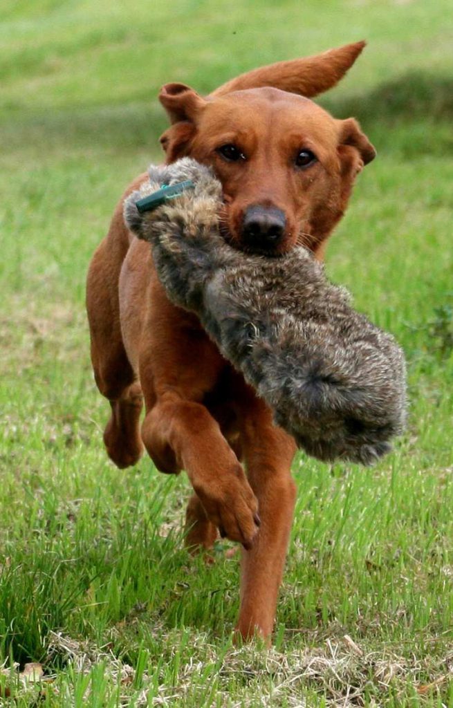 Fox red lab retrieving a rabbit skin bumper