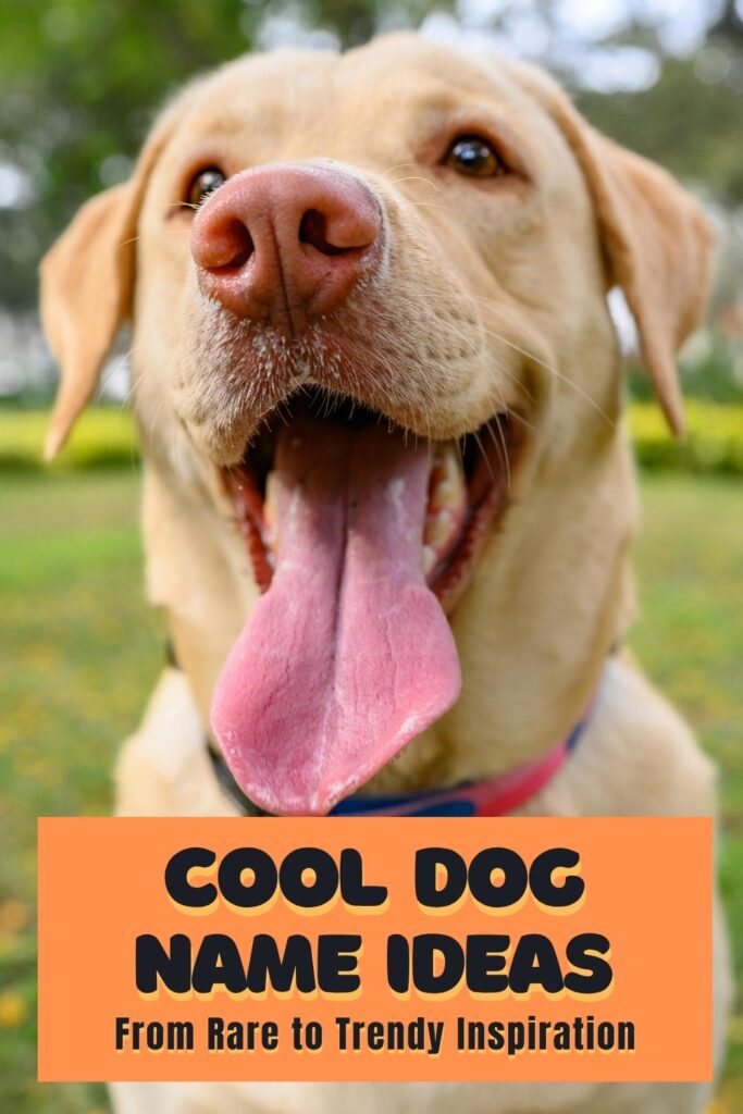 photo of an english lab with text overlay that reads: cool dog name ideas