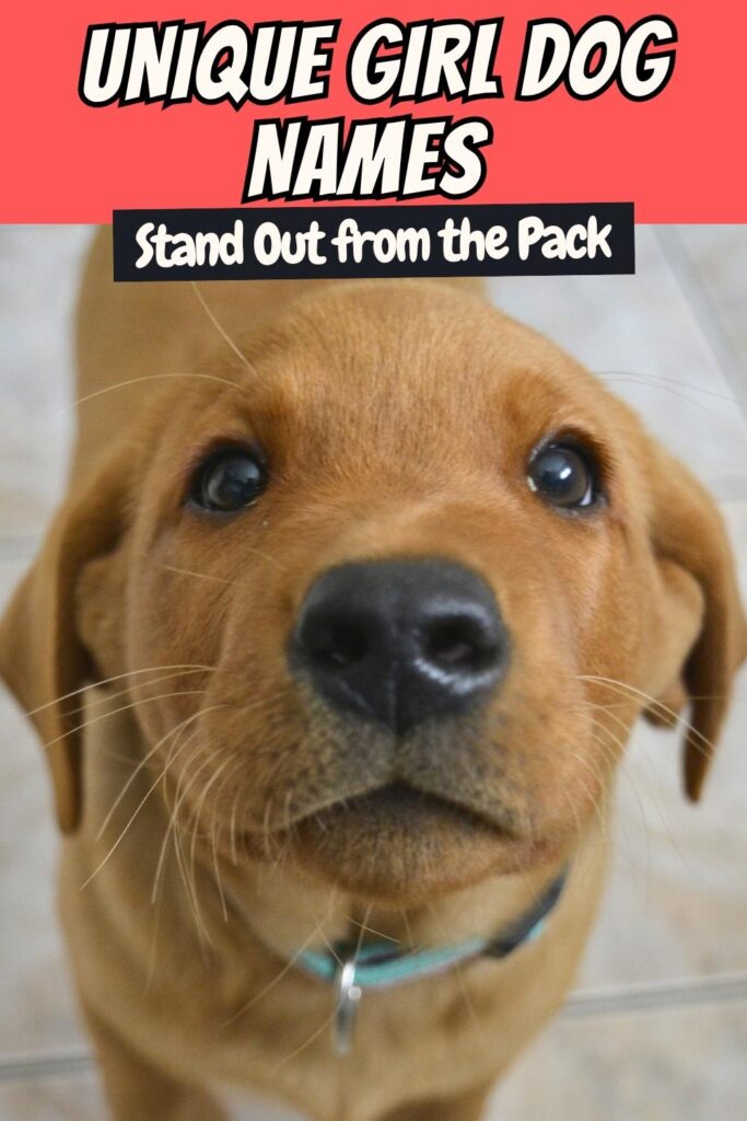 photo of a cute fox red labrador puppy looking up at the camera
