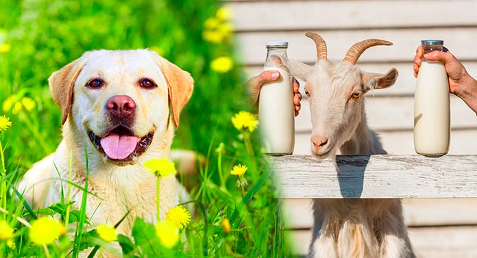 goats milk for dogs