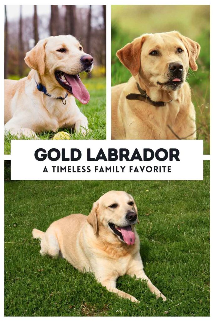 a collage of three photos of gold labradors